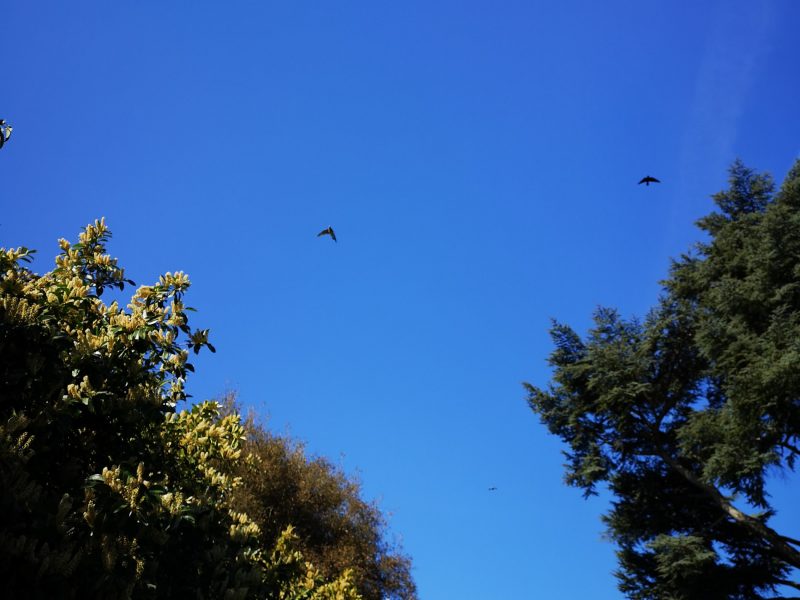 Website - vision Kiki photo